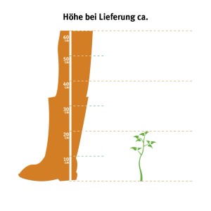 Ilustrácia: Výška krušpánu pri dodaní (10-20 cm) v porovnaní s topánkou.