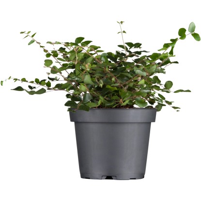 Muehlenbeckia biela priemer kvetináča cca 13 cm