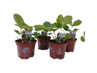 Naturfreund Jahodník veľkoplodý (Fragaria ananassa), rôzne druhy, pr. 9,5 cm Naturfreund Jahodník veľkoplodý (Fragaria ananassa), rôzne druhy, pr. 9,5 cm