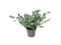 GROW by OBI Eukalyptus pulverulenta (Eucalyptus pulverulenta) Baby Blue 40-50cm