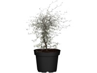 Landgard Korokia skalníková (Corokia cotoneaster) cca výška 20-30 cm, 1 l