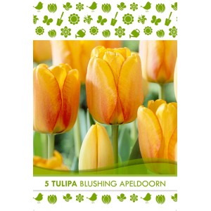 Kvetinové cibuľky: Tulipa Darwin Blushing Apeldoorn s oranžovými kvetmi.
