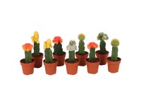 Mesačný kaktus rôzne druhy 15-20 cm, pr. kvetináča cca 8,5 cm