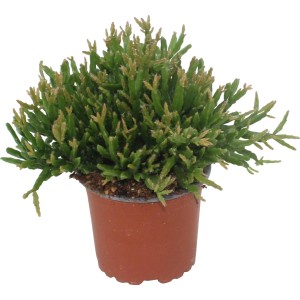 Korálový kaktus (Rhipsalis) v hnedom kvetináči, cca 10-15 cm vysoký. Dekoratívny sukulent pre svetlé miesta.