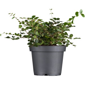 Drôtovec (Muehlenbeckia complexa) v kvetináči, dekoratívna jesenná rastlina s malými, okrúhlymi listami.
