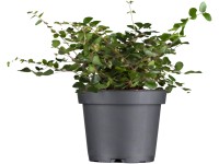 Mulenbekie (Muehlenbeckia complexa) výška 5-10 cm, pr. kv. cca 9 cm