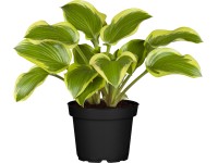 OBI Hosta priemer kvetináča cca 19 cm Hosta