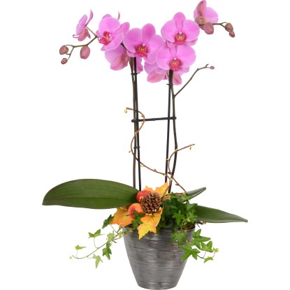 Jesenný aranžmán s orchideou motýľokvetou 2-výhonkovou priemer kvetináča cca 20