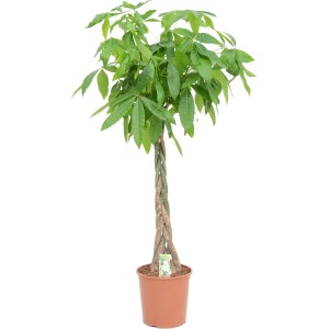 Pachira aquatica (Strom peňazí) v kvetináči, cca 180-190 cm vysoká s pleteným kmeňom.