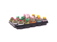 Kaktus v zinkovom kvetináči, rôzne odrody, pr. kv. 6 cm