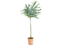 GROW by OBI Eukalyptus cinerea (Eucalyptus cinera) cca výška 60 cm, 7 l