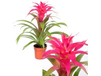 GROW by OBI Guzmánia 