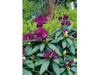 OBI Rododendron hybrid 