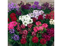 Letničky mix, 1 druh