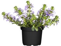 Vejárovka priemer kvetináča cca 11 cm fialová