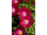 Kozmatec Cooperov (Delosperma cooperi) 