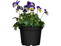 OBI Fialka ostrohatá 