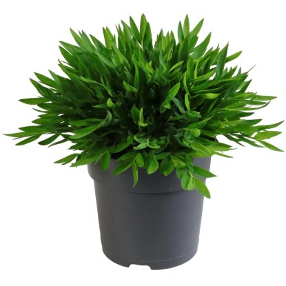 GROW by OBI Izbový bambus (Pogonantherum) "Monica", pr. 12 cm