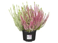 Vres obyčajný (Calluna vulgaris) 