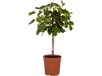 Figovník smokvoň (Ficus carica), kvetináč cca 17 cm