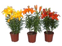 Ľalie, pr. kvetináča cca 13 cm