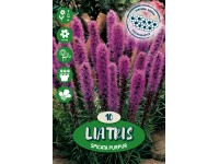 Liatra klasnatá Spicata purpurová