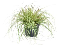 OBI Ostrica ošimenská 