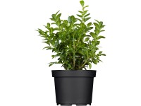 Krušpán vždyzelený s priemerom kvetináča cca 9 cm, 6 kusov