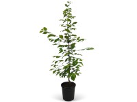 Landgard Hrab obyčajný (Carpinus betulus) výška 80-100 cm, 3 l, 50 ks