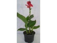 Dosna (Canna) rôzne druhy