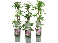 Plamienok horský (Clematis montana) 