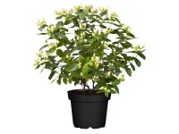 GROW by OBI Ľubovník (Hypericum Hybrida) výška 10-15 cm, kv. pr. 1 l