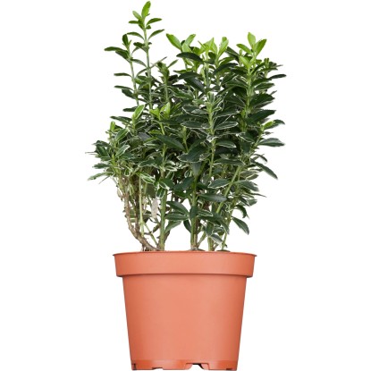Bršlen japonský (Euonymus) v kvetináči, výška cca 20-30 cm.