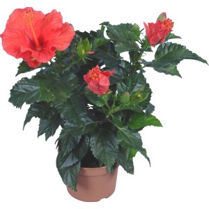 Ibištek čínsky Hawaii Mix v kvetináči, cca 13 cm, s červenými kvetmi a zelenými listami.