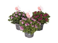 Pelargónia veľkokvetá (Pelargonium Grandiflorum) 