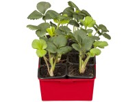 Stále rodiaca jahoda Ostara podnos so 6 kusmi