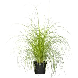 GROW by OBI Perovec v kvetináči, zelená okrasná rastlina do záhonov a záhrad.