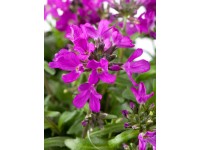 OBI Arábka ružovočervená priemer kvetináča cca 13 cm