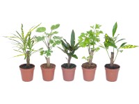 Mini zelená rastlina rôzne druhy priemer kvetináča cca 5 cm