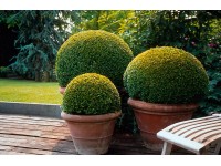 Krušpán vždyzelený pr. kvetináča cca 23 cm