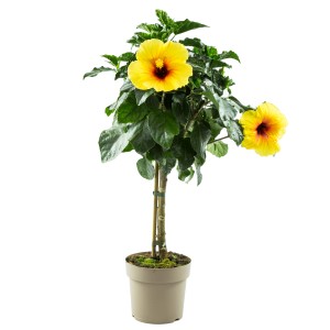 Žltý ibištek na kmienku (výška cca 100 cm) v kvetináči, dekoratívna črepníková rastlina na slnečné miesta.
