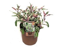 Šalvia lekárska (Salvia officinalis) 