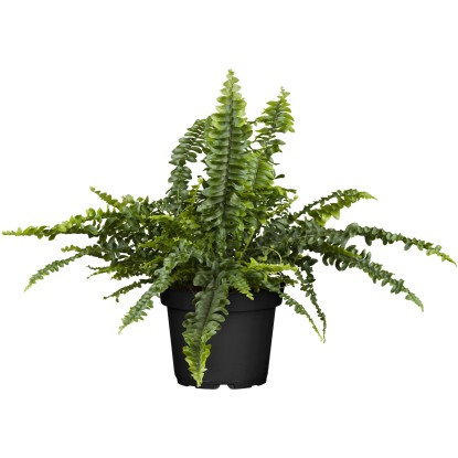 GROW by OBI Nefrolepka vznešená s priemerom kvetináča cca 17 cm