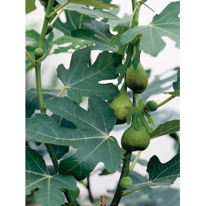 Figovník obyčajný (Ficus carica) so zelenými listami a nezrelými plodmi v kvetináči.