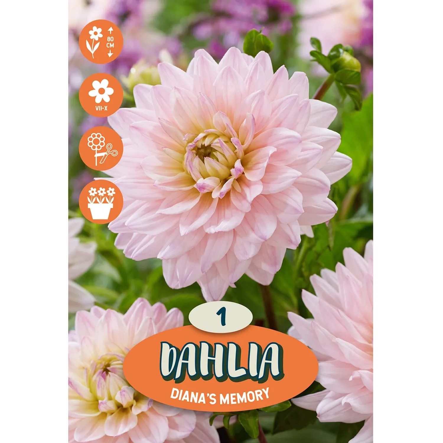 E-shop Kvetinová cibuľka Georgína (Dahlia) "Diana's Memory", 1 ks