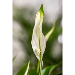 Detail elegantného bieleho kvetu lopatkovca 'Sweet Lauretta' (Spathiphyllum).