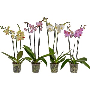 Rôznofarebné motýlie orchidey (Phalaenopsis) v 12 cm kvetináčoch.