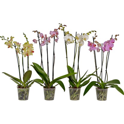 Orchidea lišajovec s 3 výhonkami priemer kvetináča cca 12 cm