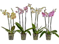Orchidea lišajovec s 3 výhonkami priemer kvetináča cca 12 cm