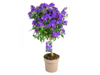 GROW by OBI Horcový stromček (Solanum rantonetti) kmienok, 60 cm, pr. kv. 17 cm